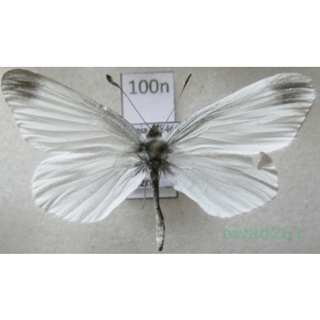 Leptidea sinapis (Linnaeus, 1758) male Wietek gorczycznik Poland100n